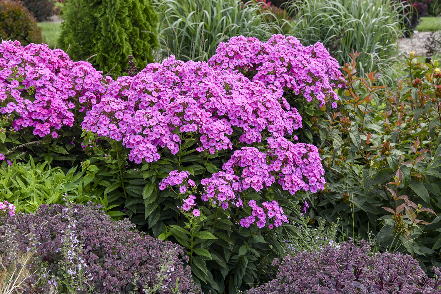 Phlox